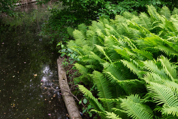 The Tiergarten, walk through the green beautiful park in central Berlin, plants near the water