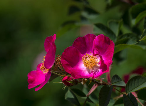 Rose flower. Photo plants in the garden on a green background. Soft focus.