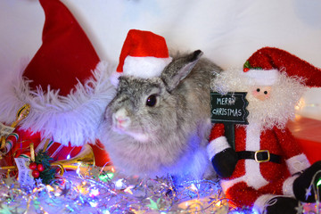 festive jersey wooly bunny