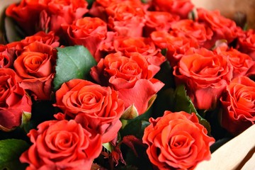 Big beautiful bouquet of red roses in craft paper with selective focus. Amazing lush lava roses for st Valentine’s Day or Mother’s Day. Greeting concept. Red roses background. Tender flowers 