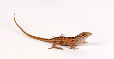 junger Bahamaanolis (Norops sagrei / Anolis sagrei) - Brown anole, Bahaman anole 