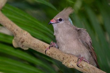 Blue-naped Mousebird