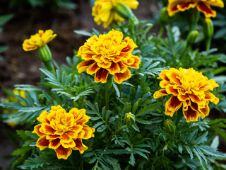 a beautiful flower in the morning