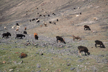Animals in mountains next to Pamir highway in Tajikistan