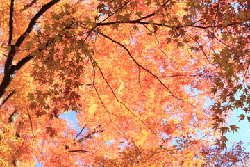 Autumnal landscape of Suizawa maple valley in the Mie Prefecture of Japan