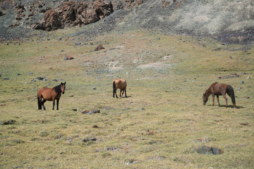 Animals in mountains next to Pamir highway in Tajikistan