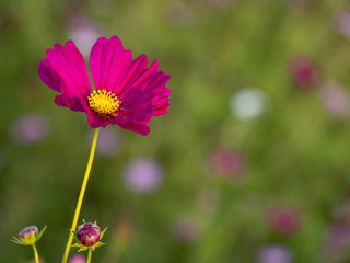 a beautiful flower in the morning