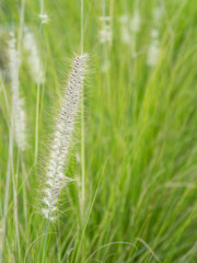 a beautiful grass flower in the day