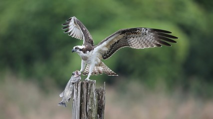 ミサゴの食事01