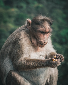 Monkey searching hand