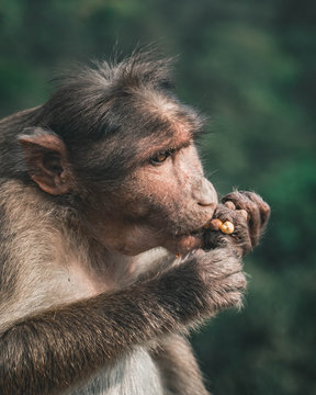 monkey eating