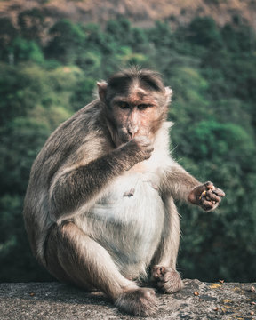 monkey eating