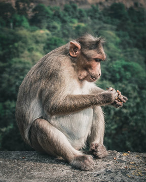 monkey searching