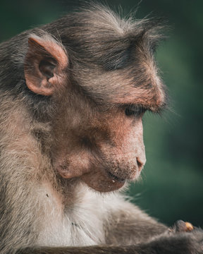 portrait of baboon