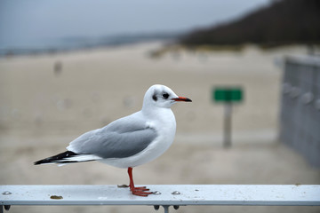 Obraz premium seagull on beach