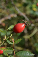 red apples on a branch
