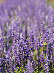 Naklejka premium a beautiful lavender in the morning