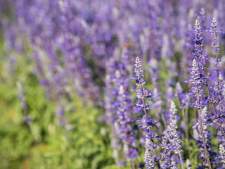 Fototapeta na wymiar a beautiful lavender in the morning
