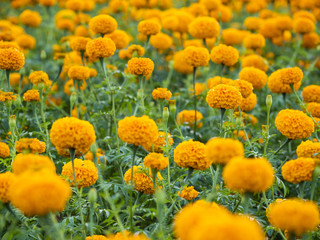 a beautiful marigolds in the garden