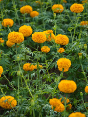 a beautiful marigolds in the garden