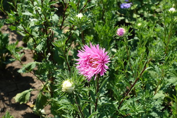 Fototapeta premium Pink flower head of China aster in the garden