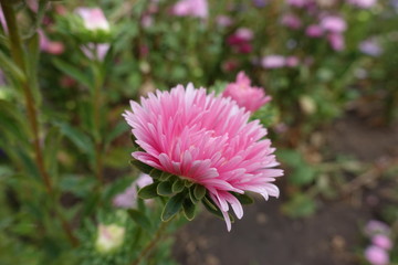 Fototapeta premium Side view of pink flower head of China aster