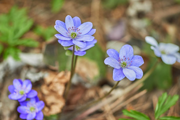 Geissorhiza bloomed flower. Spring