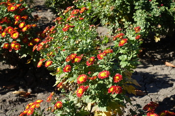 Florescence of red and yellow Chrysanthemum in October