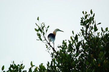 The Javan pond heron (Ardeola speciosa) is a wading bird of the heron family, found in shallow fresh and salt-water wetlands in Southeast Asia. Its diet comprises insects, fish, and crabs.