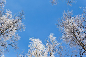 Frosted trees in frosty day against the blue sky