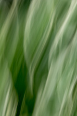 Sparty Twist - closeup of green grass