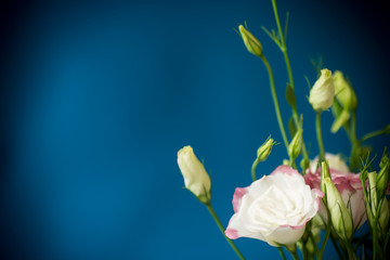 Fototapeta premium beautiful pink lisianthus flowers isolated on blue