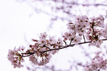cherry blossoms in spring season