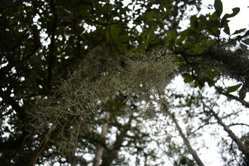 Plants and flowers