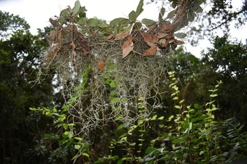 Plants and flowers