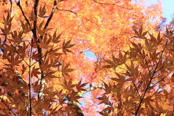 Autumnal landscape of Suizawa maple valley in the Mie Prefecture of Japan