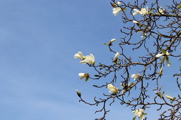 White Magnolia and blue sky background