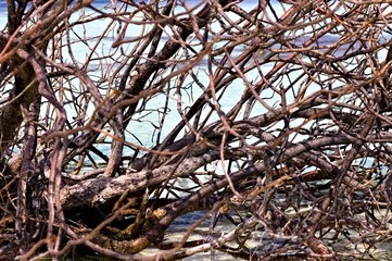 Tangle of branches of a plant in a tropical island (maldives, Ari Atoll, Asia)