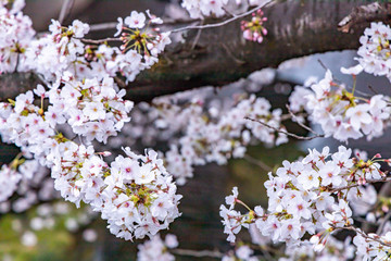cherry blossoms in spring season