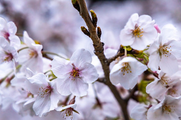 cherry blossoms in spring season