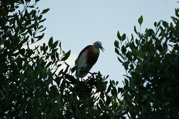 The Javan pond heron (Ardeola speciosa) is a wading bird of the heron family, found in shallow fresh and salt-water wetlands in Southeast Asia. Its diet comprises insects, fish, and crabs.