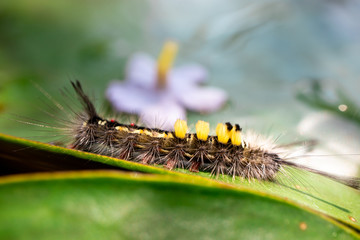 caterpillar on leaf