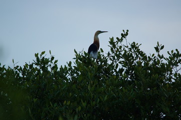 The Javan pond heron (Ardeola speciosa) is a wading bird of the heron family, found in shallow fresh and salt-water wetlands in Southeast Asia. Its diet comprises insects, fish, and crabs.