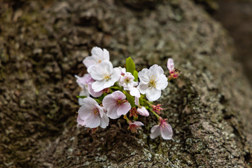 Fototapeta na wymiar cherry blossoms in spring season