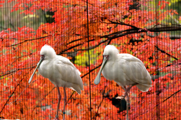 東京上野動物園の紅葉とアフリカヘラサギ