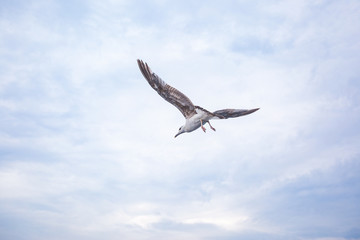 Seagull bird on sky background