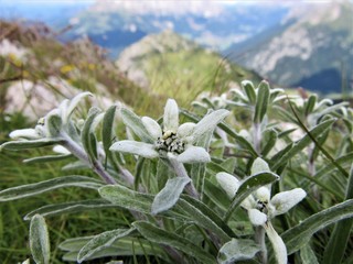 "Tiroler Edelweiss"