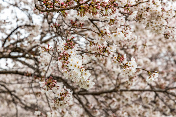 cherry blossoms in spring season