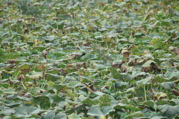 This is a pumpkin crop in the field. The pumpkin is green.