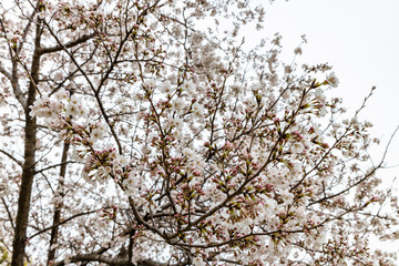 cherry blossoms in spring season
